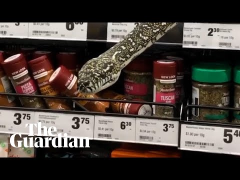 Sydney supermarket snake: Australian shopper removes massive three-metre python from spice section