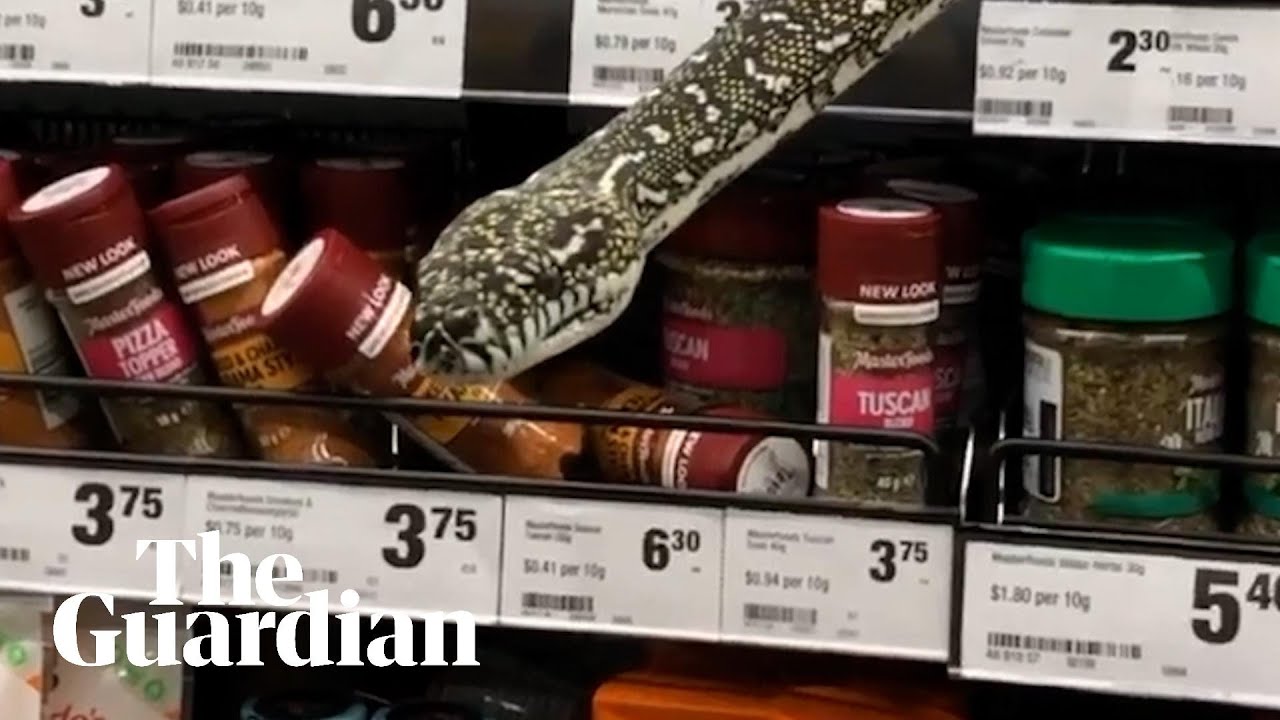 10 Foot Python Surprises Shoppers At Australian Supermarket 10 Foot Python Surprises Shoppers At Australian Supermarket