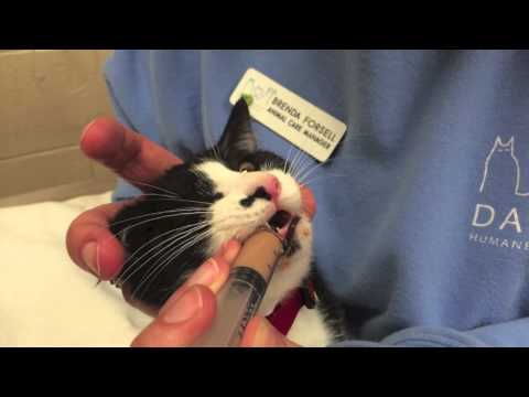 43 Best Pictures Syringe Feeding A Cat - Feeding Syringe