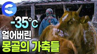 몽골 겨울의 추운 날씨로 얼어붙은 소 | 몽골 유목민과 늑대의 대결 | 조드 | 겨울철 몽골 유목민의 일상 | 다큐프라임