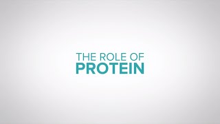 The role of protein in dairy cow nutrition