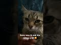 #sassy #cat #cats #catshorts #catlovers #catvideos