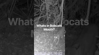 Whats in Bobcats Mouth? #trailcam