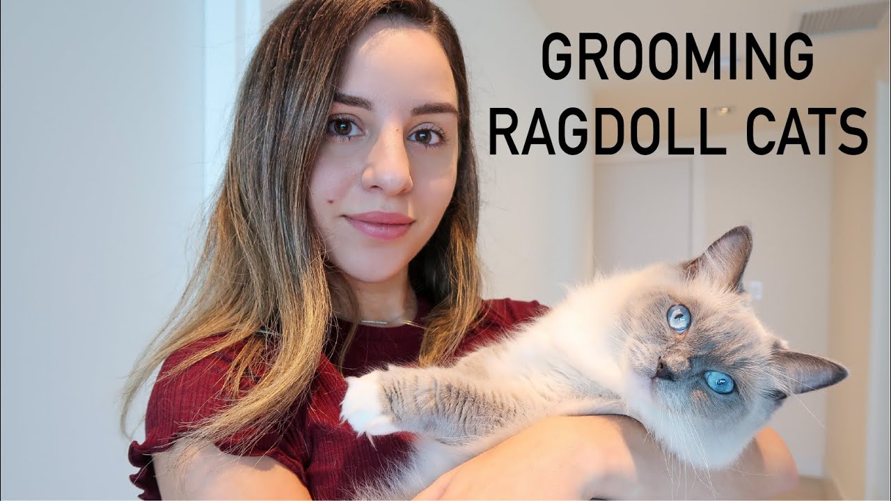 Cats ragdoll Ragdoll Cat