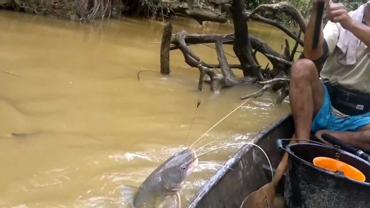  MANCING  MANIA BAUNG SUNGAI PALING MENEGANGKAN DAN 