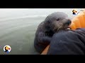 Otter Jumps On Kayak To Say Hello | The Dodo