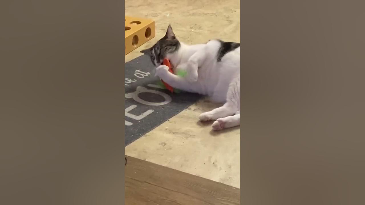 M3 Catnip Detecting Carrot Demonstration YouTube