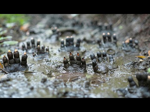 Видео: То, Как Спят Эти Животные, Может Шокировать Вас