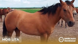 Video: Potranca Cuarto de milla pelo corto Haras Ladymari