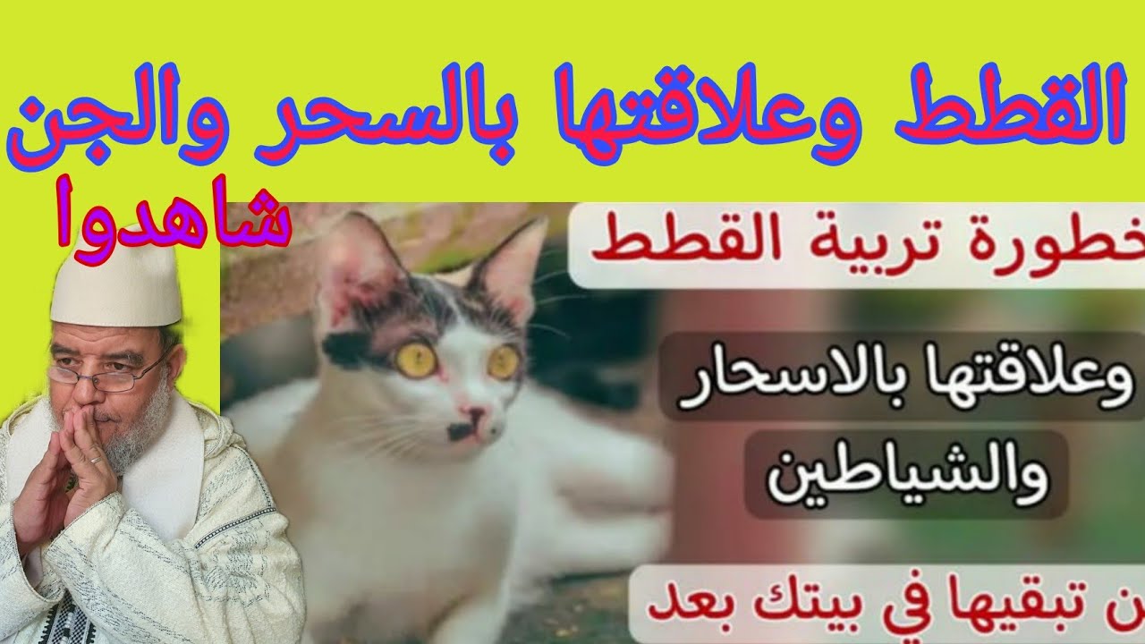هل القطط تطرد السحر والشيطان من البيت وتجلب إليه الرزق شاهدوا.