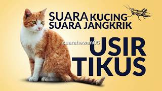 Suara Kucing suara jangkrik pengusir Tikus #suarahewan #suarakucing