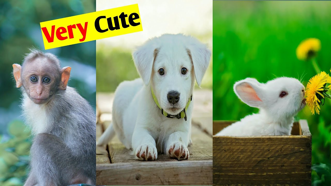 Cute Animals Baby Funny Videos Cute Baby Animals Doing Funny Things