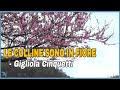 Miniature de la vidéo de la chanson Le Colline Sono In Fiore