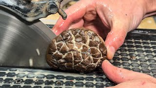 Cutting Septarian Nodules... Lightning Inside?