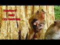 Million Cry Loudly, poor newborn monkey crying tantrum when big monkey torturing, Jody cry hurt