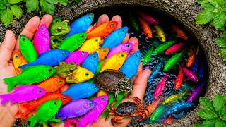 Catch Colorful Aquarium Fish in a Tiny Wild Pond | Crystal Guppies, Pencil Fish, Eels & Turtles