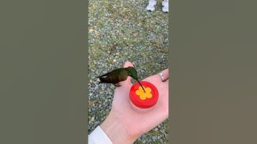 Holding a hungry hummingbird in my hand!