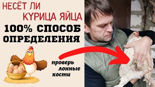 Как проверить, несёт ли курица яйца: 100% способ проверки яйценоскости