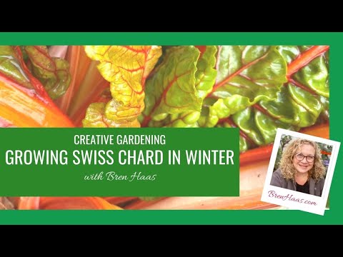 Video: Vườn mùa đông Swiss Chard: Tìm hiểu về Cây Chard Thụy Sĩ quá đông
