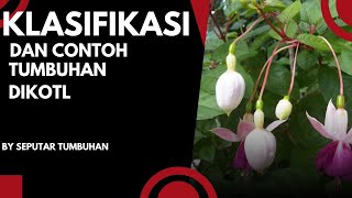 Klasifikasi dan contoh tumbuhan dikotil | @SeputarTumbuhan-s9x