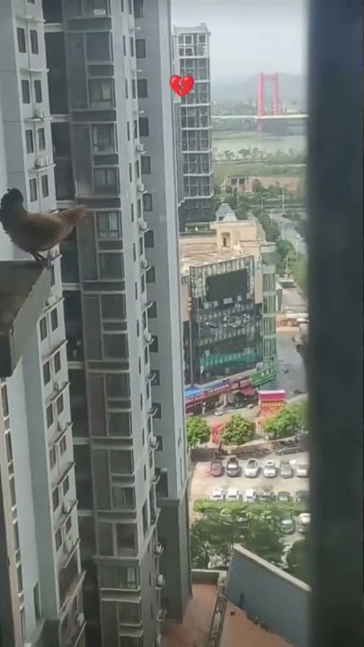 Ayam Mau bunuh diri dari atas apartemen