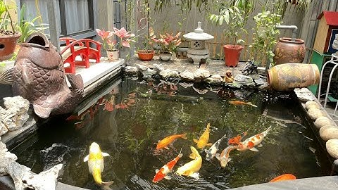 Hồ Cá Koi 2 Khối Hoạt Động 3 Năm Rất Đẹp - Bộ Lọc Cực Tốt Nước Siêu Trong.Hồ Của Anh Toản ở Hà Nội.