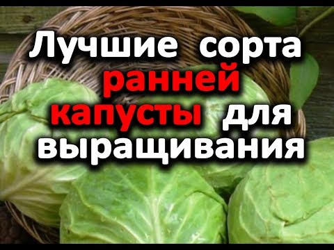 Капуста Теща Отзывы Фото