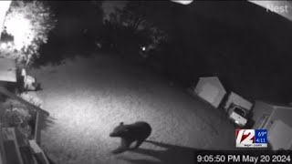 A Black Bear spotted in a Warwick backyard