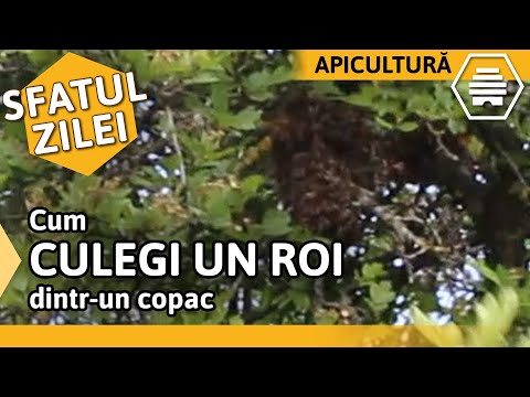 Video: Șoarecii Ultra-ușori „fagure” Sunt Următorul Lucru Important în Echipamentul De Jocuri Pentru Computer