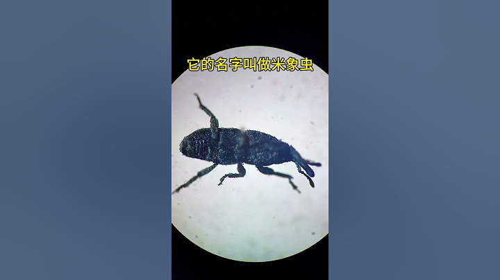 大米里有小虫，还能食用吗？大米 米象 食品安全 科普一下