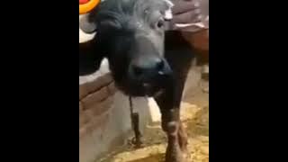 Story wa lucu,kumpulan story wa terbaru 2020,story wa keren,status wa terbaik #1
