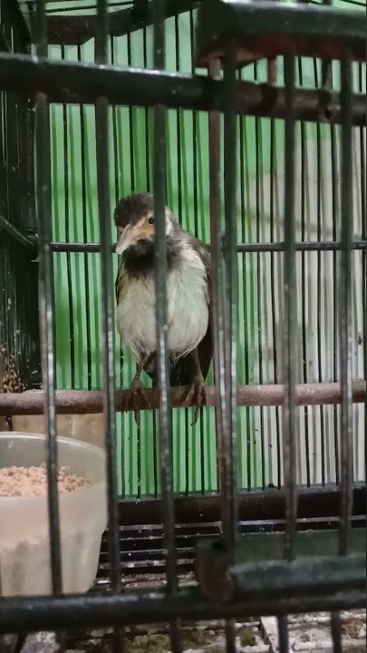 jalak suren anakan belajar bunyi