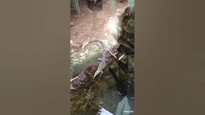 Crocodile monitor swimming!| Harry Weir