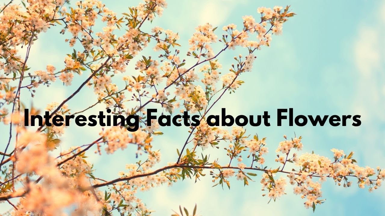 15 Interesting facts about flowers!