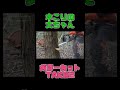 【木こり】ガターカットTAKE2【林業のリアル】#林業 #自伐型林業 #チェンソー #伐倒 #伐採 #ショート #切り抜き