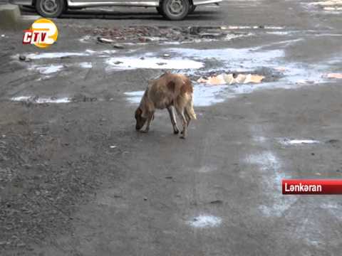 Video: Köpəyim Hər Il Quduz Peyvəndi Lazımdır?