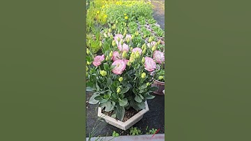Trắng viền hồng #hoatet #hoacattuong #lisianthus #eustoma