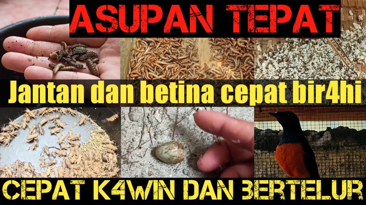 Menaikan bir4hi jantan dan betina‼️cepat bir4hi‼️cepat angkut sarang‼️cepat k4win‼️cepat bertelur‼️