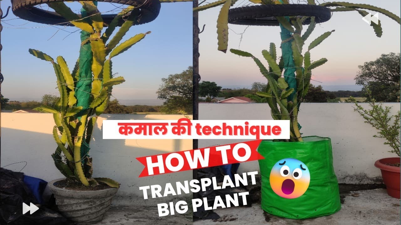 Transform Planting Unbelievable Plant Transformation - Transplanting a HUGE Plant! - YouTube
