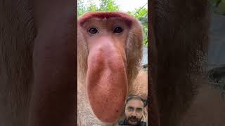 proboscis monkey #monkeylove #monkeyvideo #monkeyshorts #monkeytime #eyecatchy #trendingshorts