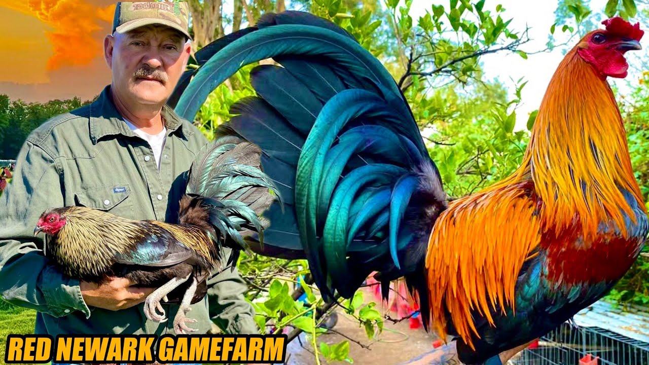 Super Leiper Brownred And Cardinal Grey Muff Chocolate | RED NEWARK GAMEFARM