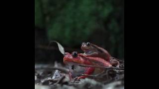 Madagascan Tomato Frog youtubeshorts youtube ytshorts