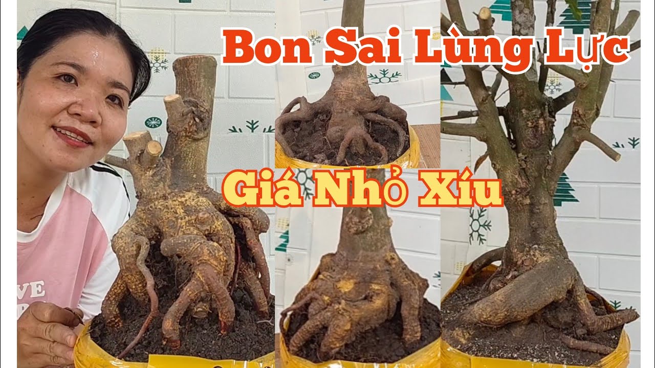 Trưa(09/03)☎️Mến: 0373.253.427 GL: Bon Sai Lùng Lực,Giá Nhỏ Xíu. 