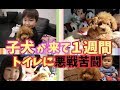 子犬が家に来て1週間経過!トイプードルのくるみちゃんトイレトレーニングに悪戦苦闘!!