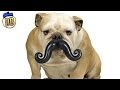 15 Useless Pet Toys & Products