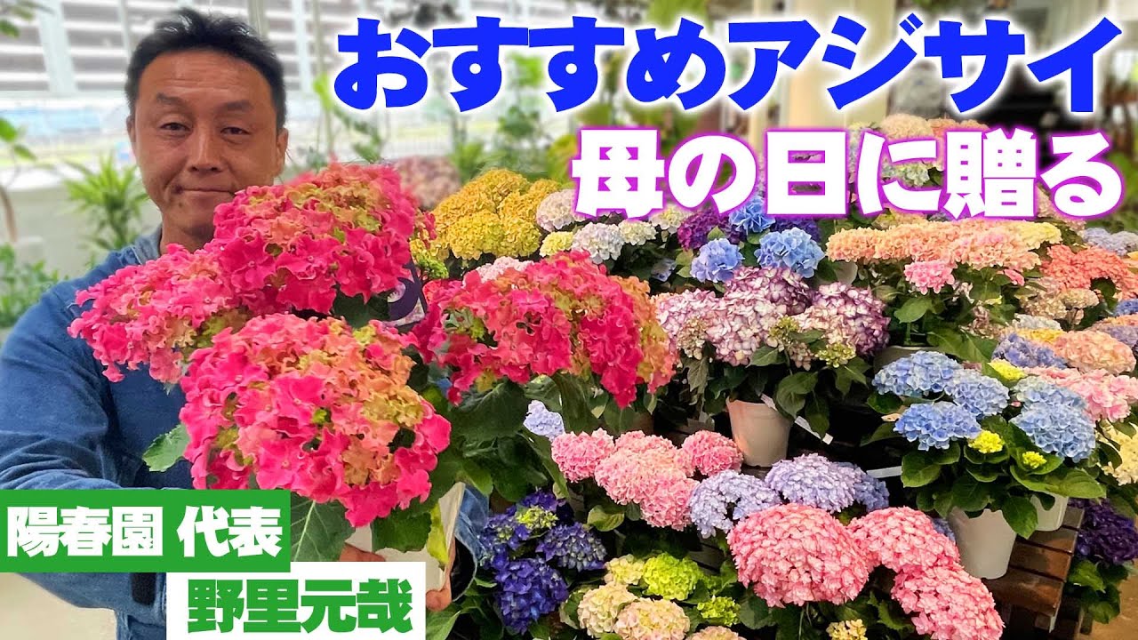 Mother's Day Flower Gifts 2024】Popular potted hydrangeas! What do