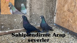 Sahiplendirme Arap Sevenler - 05327713420