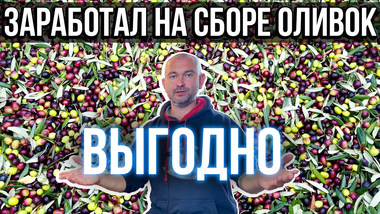 ⁣Сколько я заработал на сборе оливок в Италии. Выгодно!