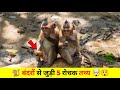 बंदरों से जुड़ी 5 रोचक तथ्य | 5  Amazing Facts About Monkey | Monkey Fact in Hindi | #shorts