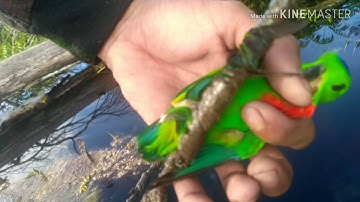 Serunya mikat burung serindit di pinggiran lahan perkebunan kelapa sawit.